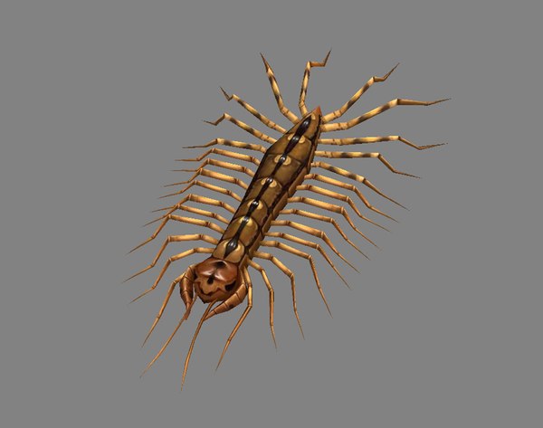 Insect Bug Animals Model - Turbosquid 1687888