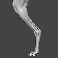 Dog Rear Leg Highpoly Sculpt