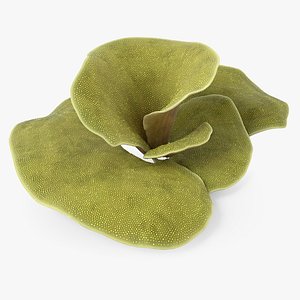 Turbinaria Corals Collection 3D model