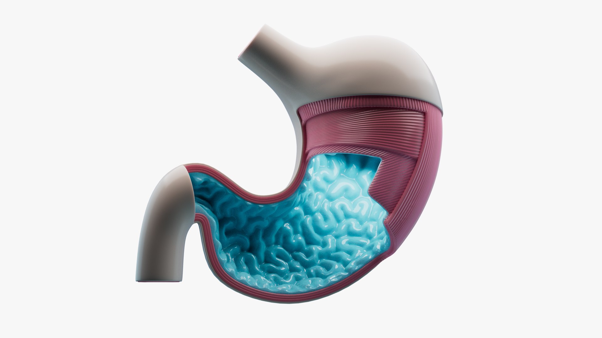 3D Stomach Anatomy https://p.turbosquid.com/ts-thumb/rV/b7z1X6/7K/product_000/jpg/1710601919/1920x1080/fit_q87/d8cab005ae634b32fe22cf436225c3275dab841b/product_000.jpg