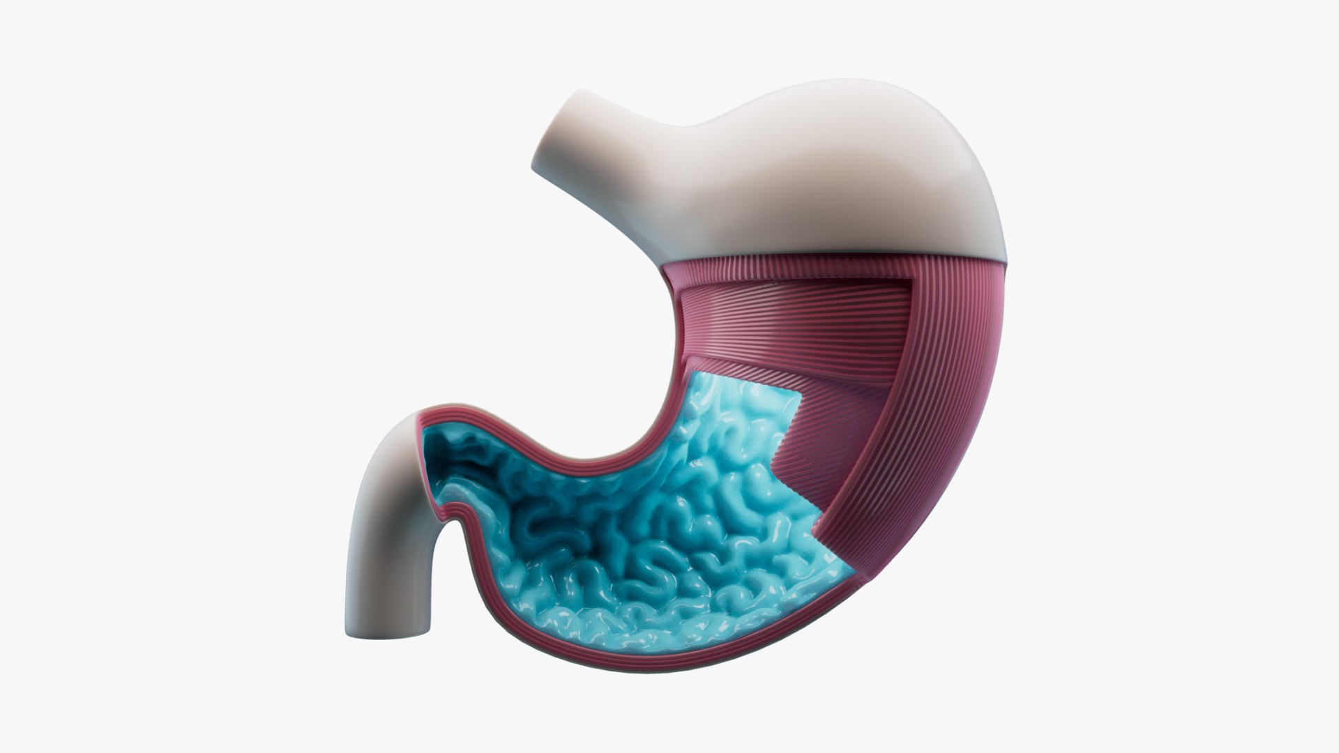 3D Stomach Anatomy https://p.turbosquid.com/ts-thumb/rV/b7z1X6/H9/context_000/jpg/1710601789/1920x1080/fit_q87/65cd58ecdf23bece2932808e2d50c8806dbe77f9/context_000.jpg