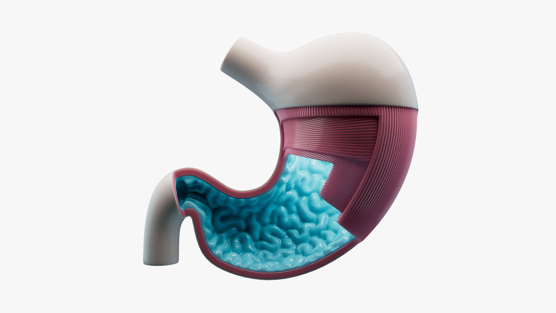 3D Stomach Anatomy https://p.turbosquid.com/ts-thumb/rV/b7z1X6/Jo/turntable/jpg/1710601814/1920x1080/turn_fit_q99/9062d37d7fc762c5acea1a3ea7259223e76807cd/turntable-1.jpg