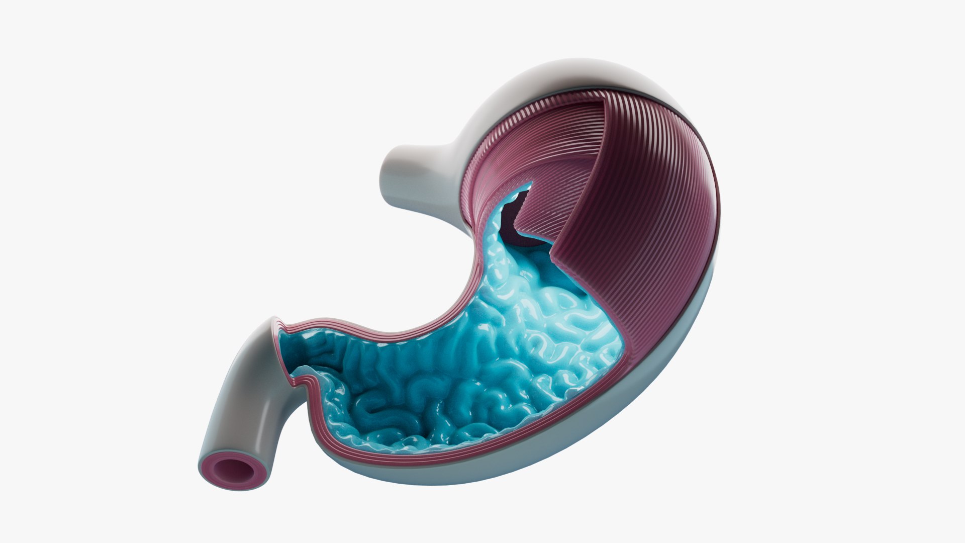 3D Stomach Anatomy https://p.turbosquid.com/ts-thumb/rV/b7z1X6/q6/product_001/jpg/1710601920/1920x1080/fit_q87/f40bc9d7d76e70ddada3a695a370298726a302d8/product_001.jpg