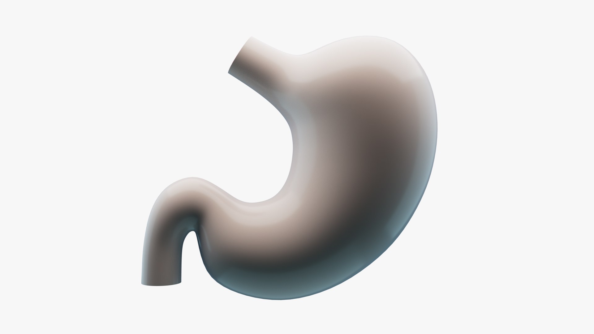 3D Stomach Anatomy https://p.turbosquid.com/ts-thumb/rV/b7z1X6/xb/product_004/jpg/1710601918/1920x1080/fit_q87/f7ca926e71cbcdef11f6beb7a653fb93b83ea89d/product_004.jpg