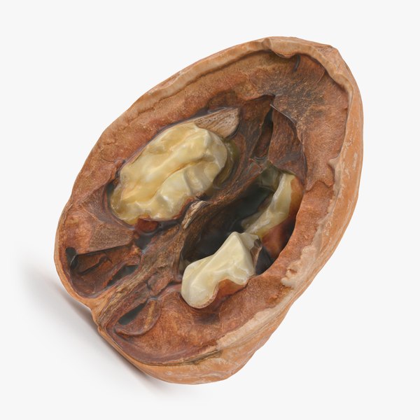 Open Half Walnut Shell 01 model