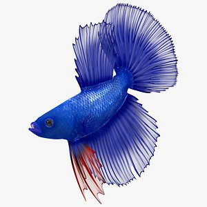 Blue Crowntail Betta Fish Diving Animated Rigged for Cinema 4D 3D