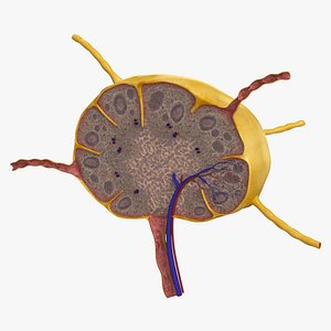 Lymph Node