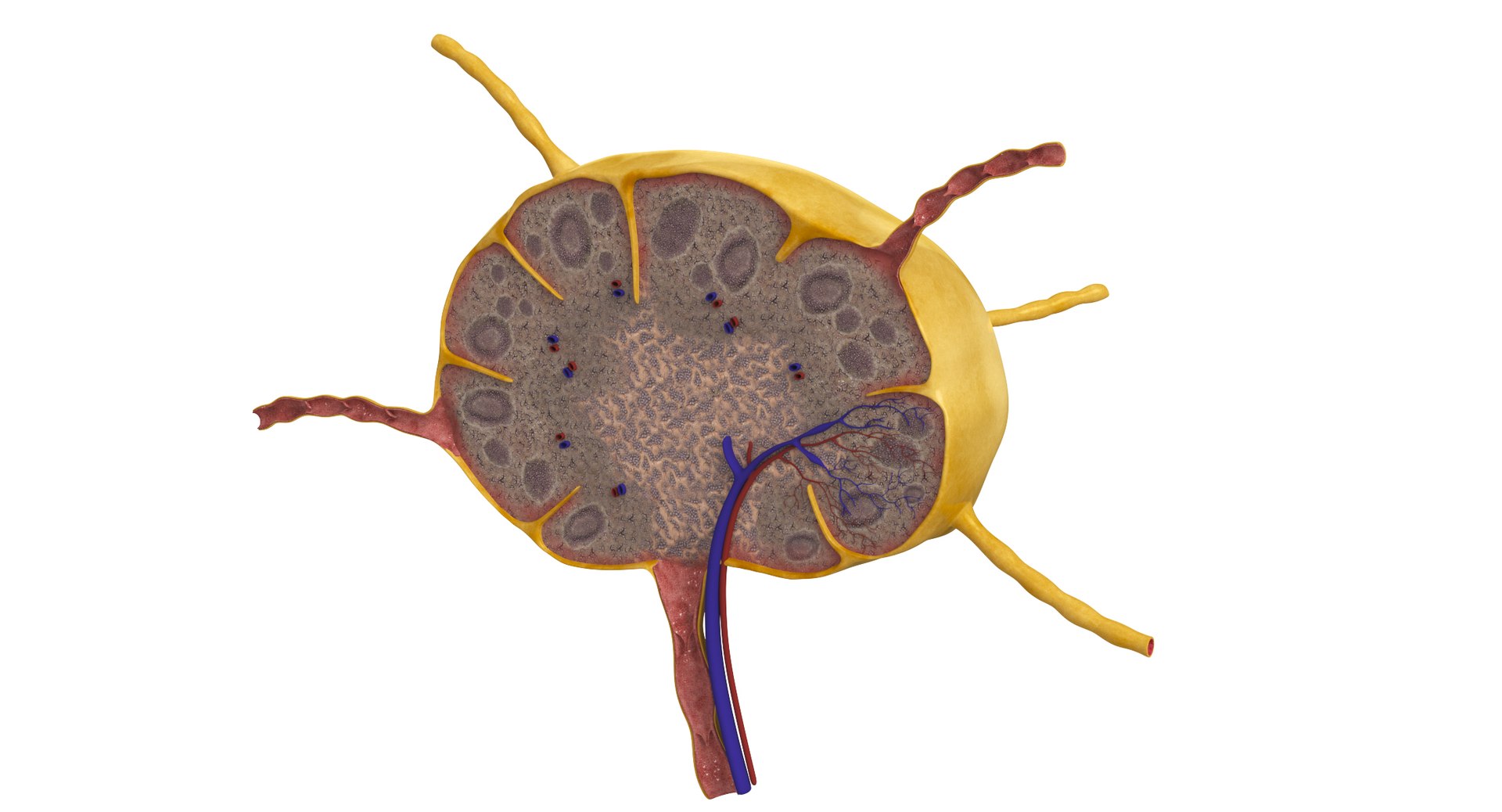 Lymph Node 3D model https://p.turbosquid.com/ts-thumb/rV/wvaFcs/Nc/lymphnode1/jpg/1731487859/1920x1080/fit_q87/97034fb6ef34187b3f7bb34efe8c74f2a131e783/lymphnode1.jpg