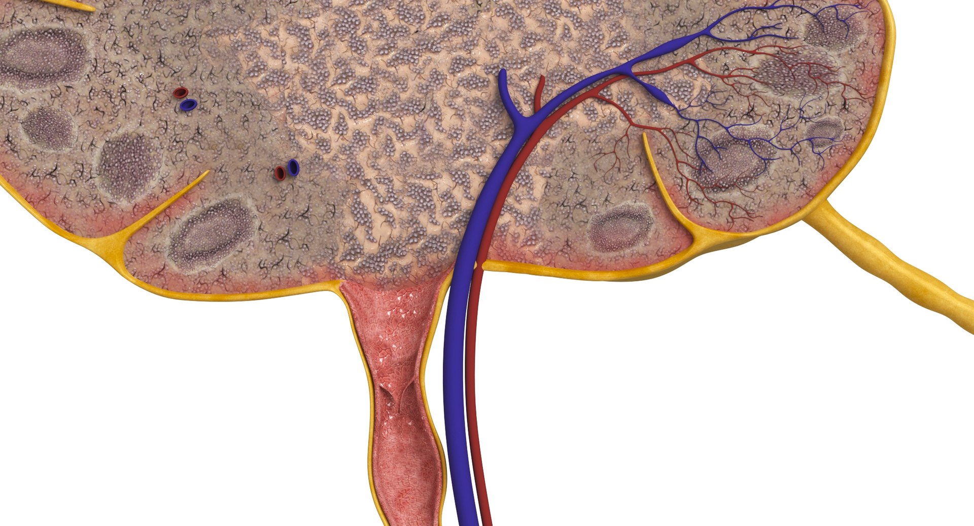 Lymph Node 3D Model - TurboSquid 2307345