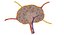 Lymph Node 3D model