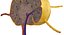 Lymph Node 3D model