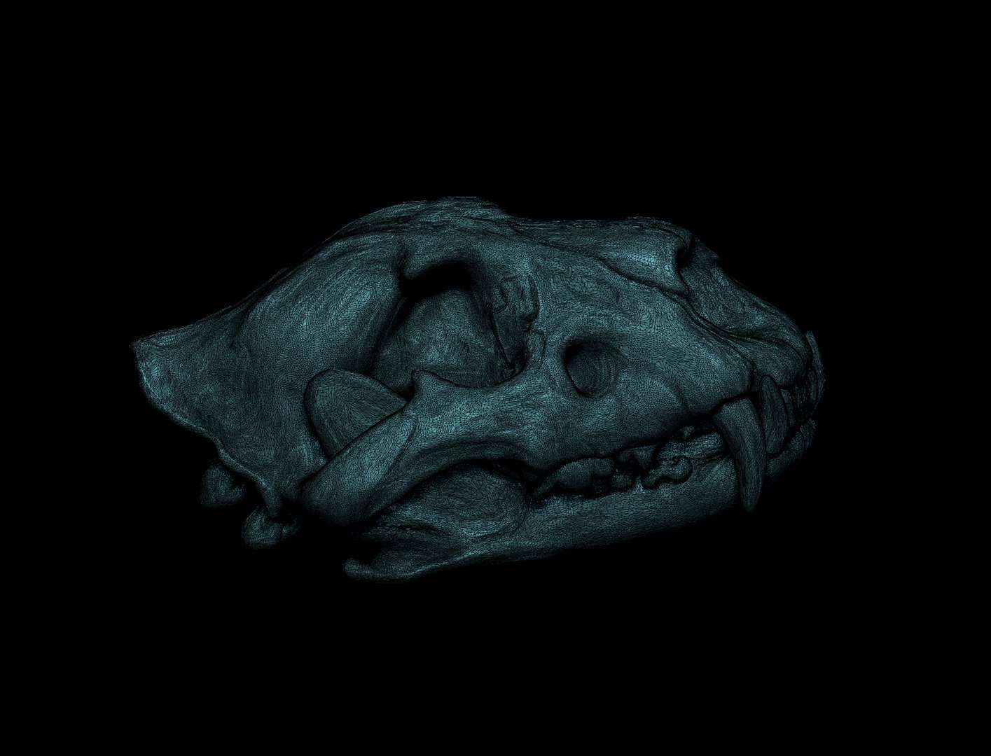 Lion Skull 3D Model - TurboSquid 1642573