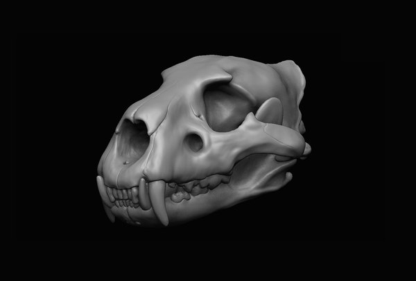 Lion skull 3D model - TurboSquid 1642573