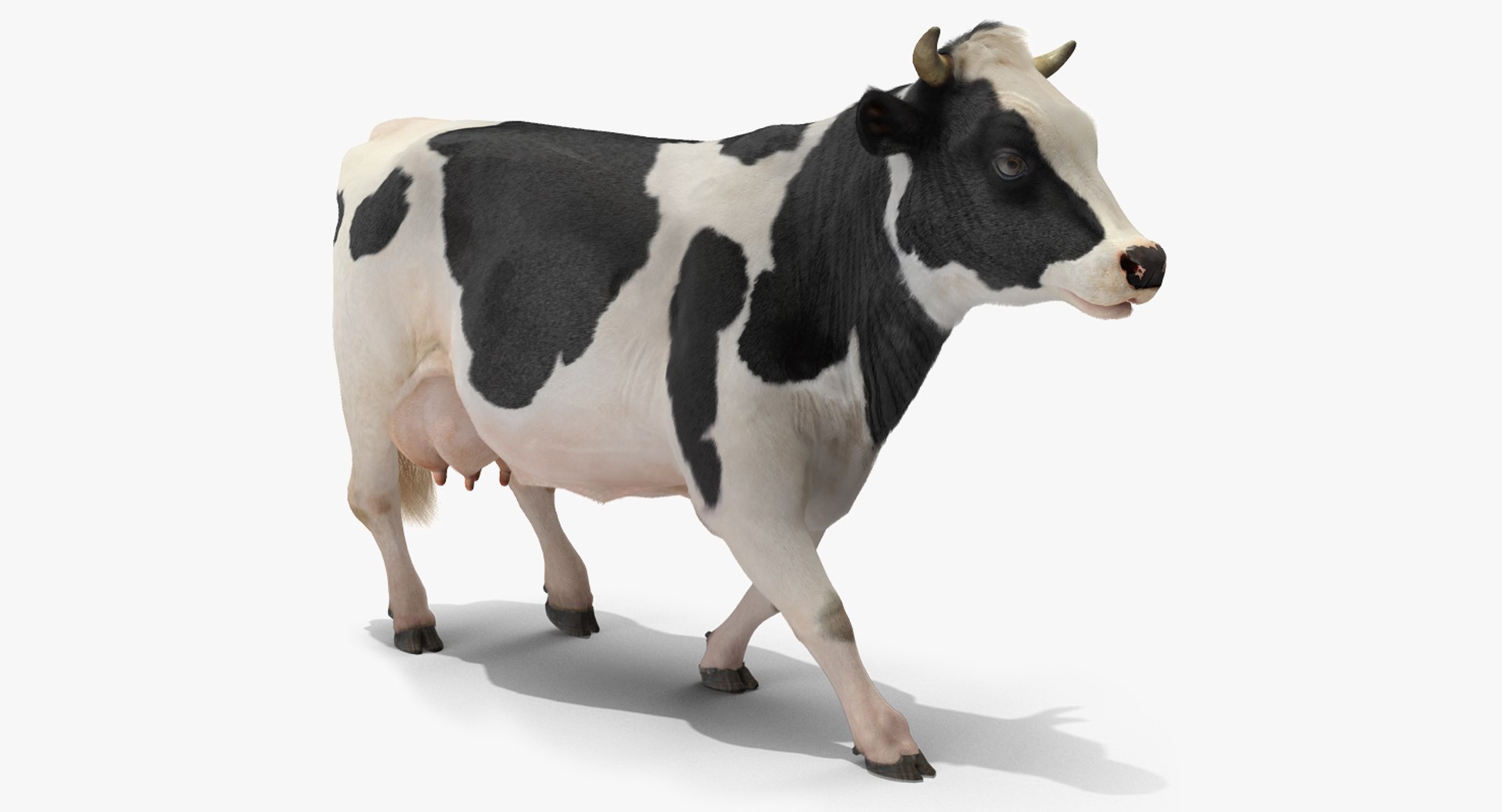 Animated Cow Walking Rigged 3D Model preview