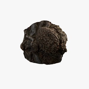 3D Anydrafts Hippophae rhamnoides Burl 01