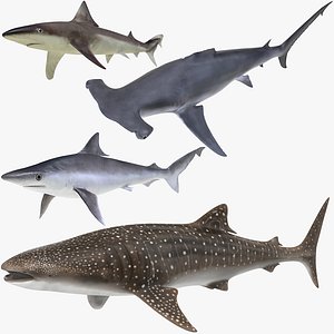sharks rigged 8 3D model