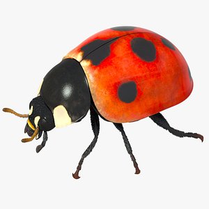 3d rigged ladybug model