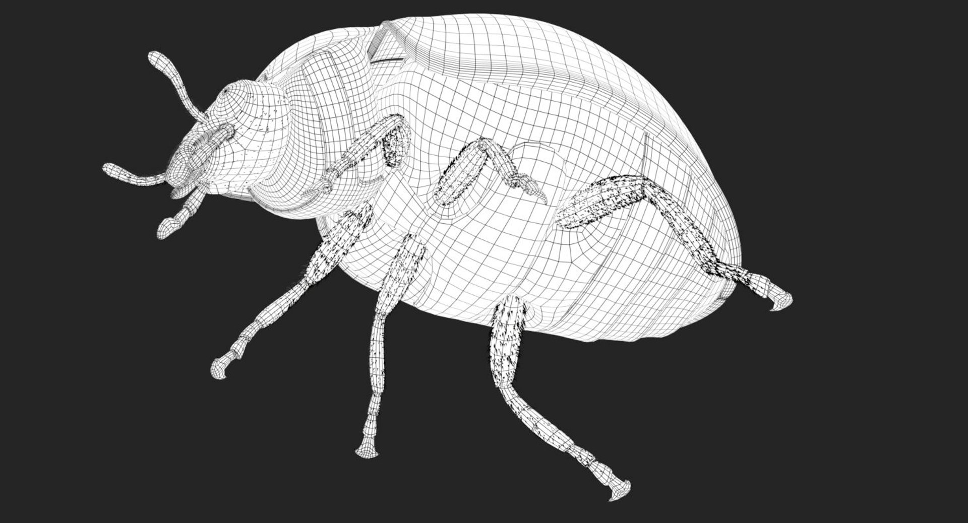 3d rigged ladybug model