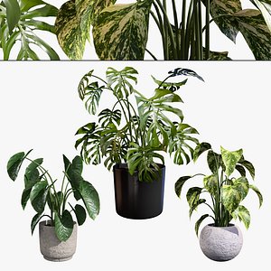 Indoor Jungle of 3 tropical plants model