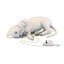 Kitten in two color options