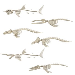 3D whale skeleton shark model