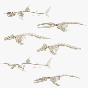 3D whale skeleton shark model