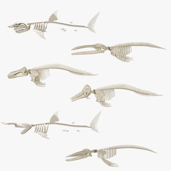 Sharks and Whales Skeletons 6 in 1