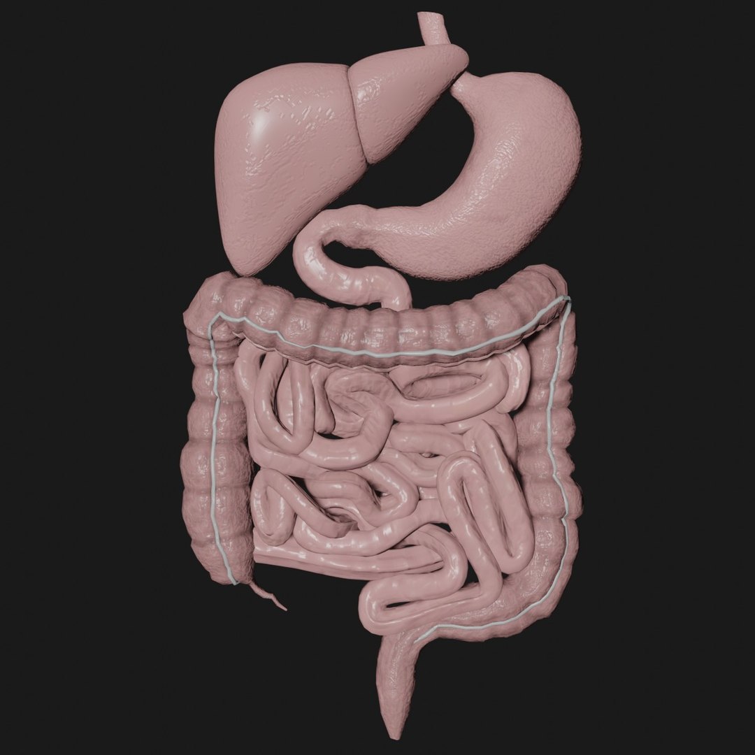 3D digestive stomach liver model - TurboSquid 1673341