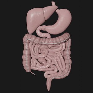 3D digestive stomach liver model