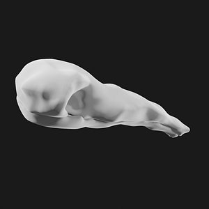 3D Skull of ant eater