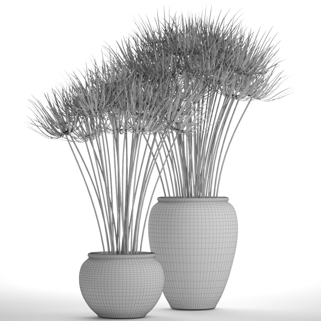 cyperus alternifolius 3D model https://p.turbosquid.com/ts-thumb/rW/p9yc6E/3doYKWNP/cyperuspapyrus09/jpg/1498861763/1920x1080/fit_q87/5c3f270170d9b4eeb97231ad3987d07bfd57e37e/cyperuspapyrus09.jpg