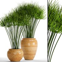 Cyperus alternifolius