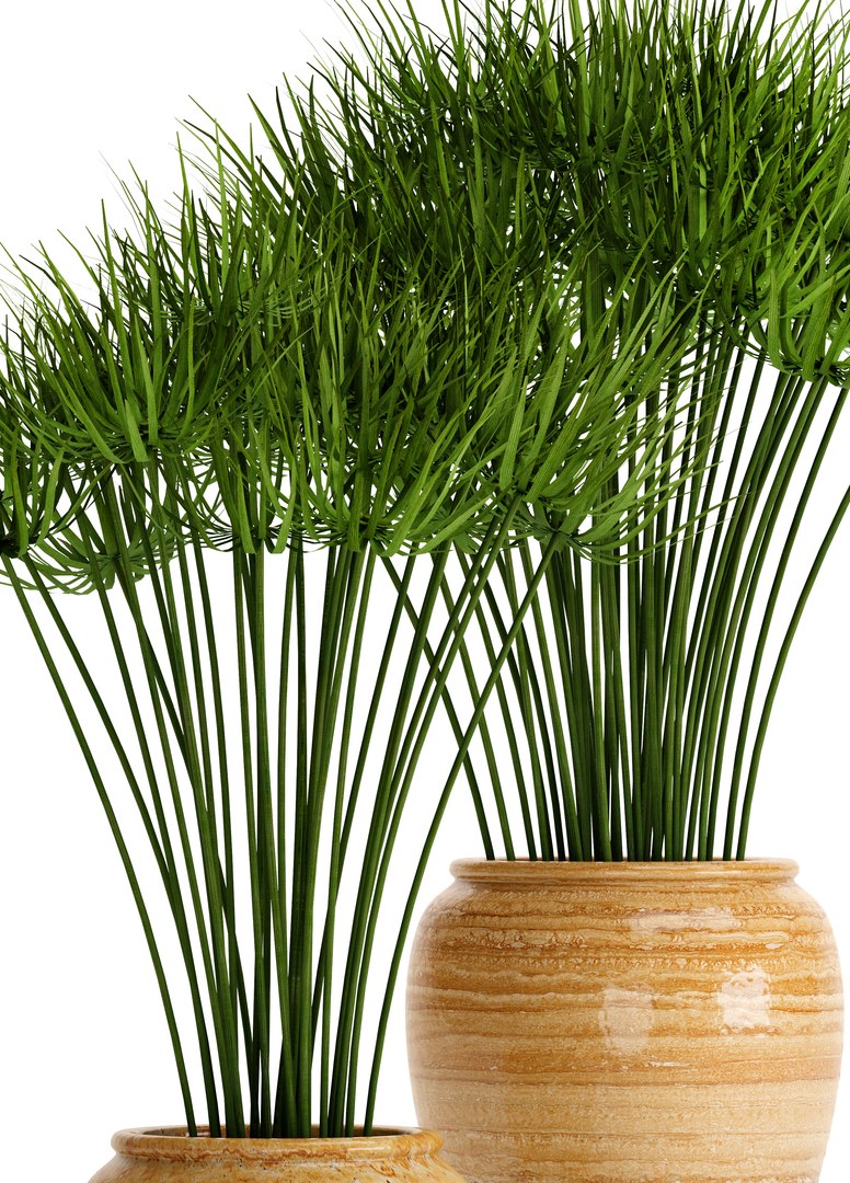 cyperus alternifolius 3D model https://p.turbosquid.com/ts-thumb/rW/p9yc6E/JZB9GmbT/cyperuspapyrus06/jpg/1498861763/1920x1080/fit_q87/cdb3b662145c5ce01098269297717dcf99682caa/cyperuspapyrus06.jpg