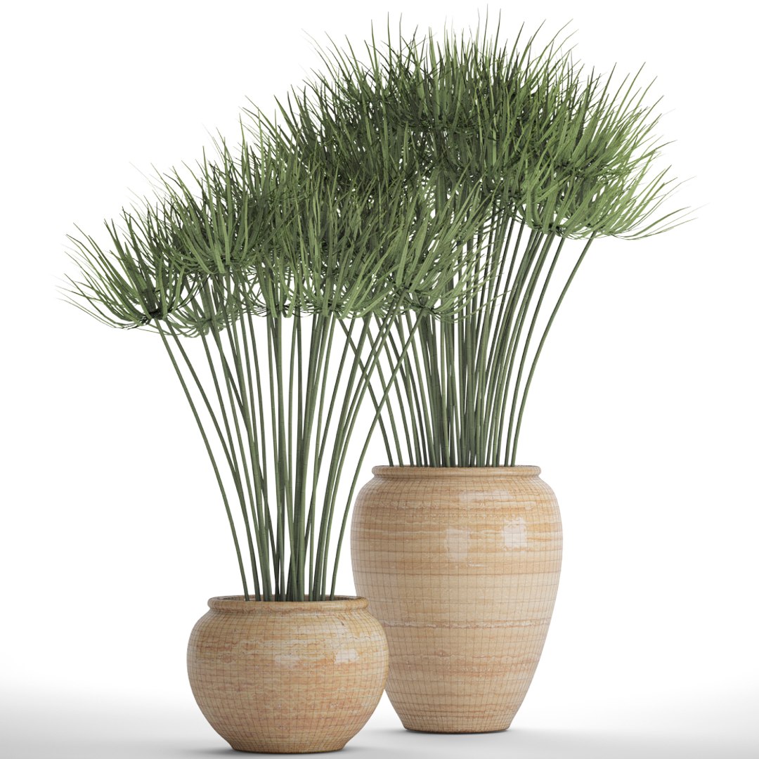cyperus alternifolius 3D model https://p.turbosquid.com/ts-thumb/rW/p9yc6E/LJJgzdl6/cyperuspapyrus08/jpg/1498861763/1920x1080/fit_q87/27744e54cd4403f75a4b39b898bd55c30726c2da/cyperuspapyrus08.jpg