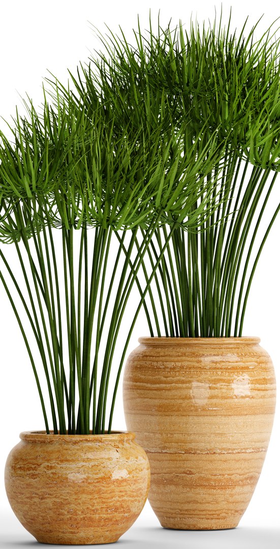 cyperus alternifolius 3D model https://p.turbosquid.com/ts-thumb/rW/p9yc6E/P9s469TH/cyperuspapyrus03/jpg/1498861763/1920x1080/fit_q87/e82452ea904de5aa6bfd4ea3263d9d3748bc1323/cyperuspapyrus03.jpg