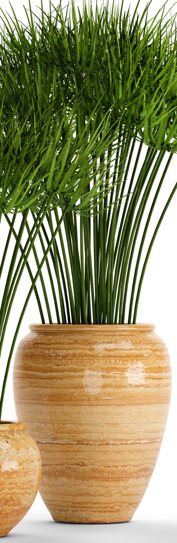 cyperus alternifolius 3D model https://p.turbosquid.com/ts-thumb/rW/p9yc6E/SFwhlqJp/cyperuspapyrus04/jpg/1498861763/1920x1080/fit_q87/907fce91d3215182b345ca6813d8700886f5b48b/cyperuspapyrus04.jpg