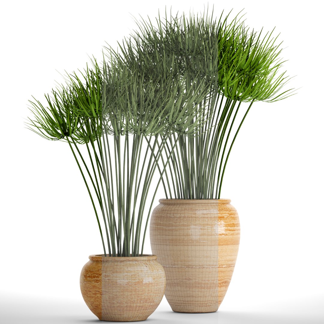 Cyperus Alternifolius 3D Model - TurboSquid 1173929