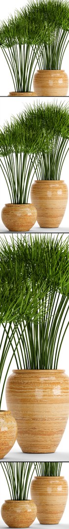 cyperus alternifolius 3D model https://p.turbosquid.com/ts-thumb/rW/p9yc6E/cN7oVgPo/cyperuspapyrus11/jpg/1498861763/1920x1080/fit_q87/75f3b31bb5ad4dd47d6909dbddd5780a68cb10df/cyperuspapyrus11.jpg