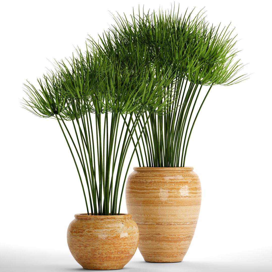 cyperus alternifolius 3D model https://p.turbosquid.com/ts-thumb/rW/p9yc6E/m3z0quEM/cyperuspapyrus01/jpg/1498861763/1920x1080/fit_q87/2310afa81bb2a4e204c4f257be4084130b732e83/cyperuspapyrus01.jpg