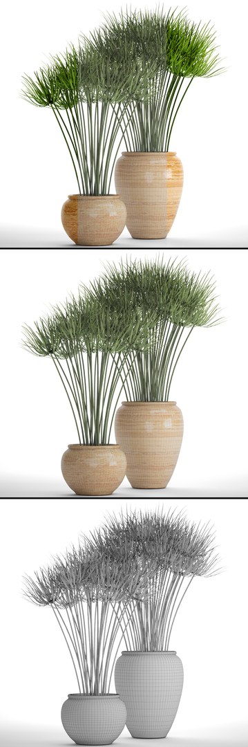 cyperus alternifolius 3D model https://p.turbosquid.com/ts-thumb/rW/p9yc6E/uAD9iUvS/cyperuspapyrus10/jpg/1498861763/1920x1080/fit_q87/bc57a95d9d079641be2c8e175294e3e53fd65637/cyperuspapyrus10.jpg