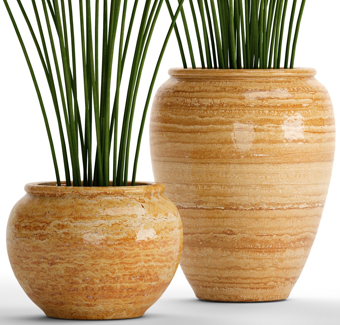 cyperus alternifolius 3D model https://p.turbosquid.com/ts-thumb/rW/p9yc6E/yh6cWL9N/cyperuspapyrus05/jpg/1498861763/1920x1080/fit_q87/da656199b8507050e7b1e17de6a757145a498850/cyperuspapyrus05.jpg