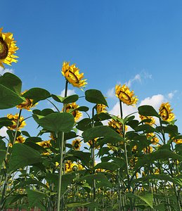 3d max sunflower field