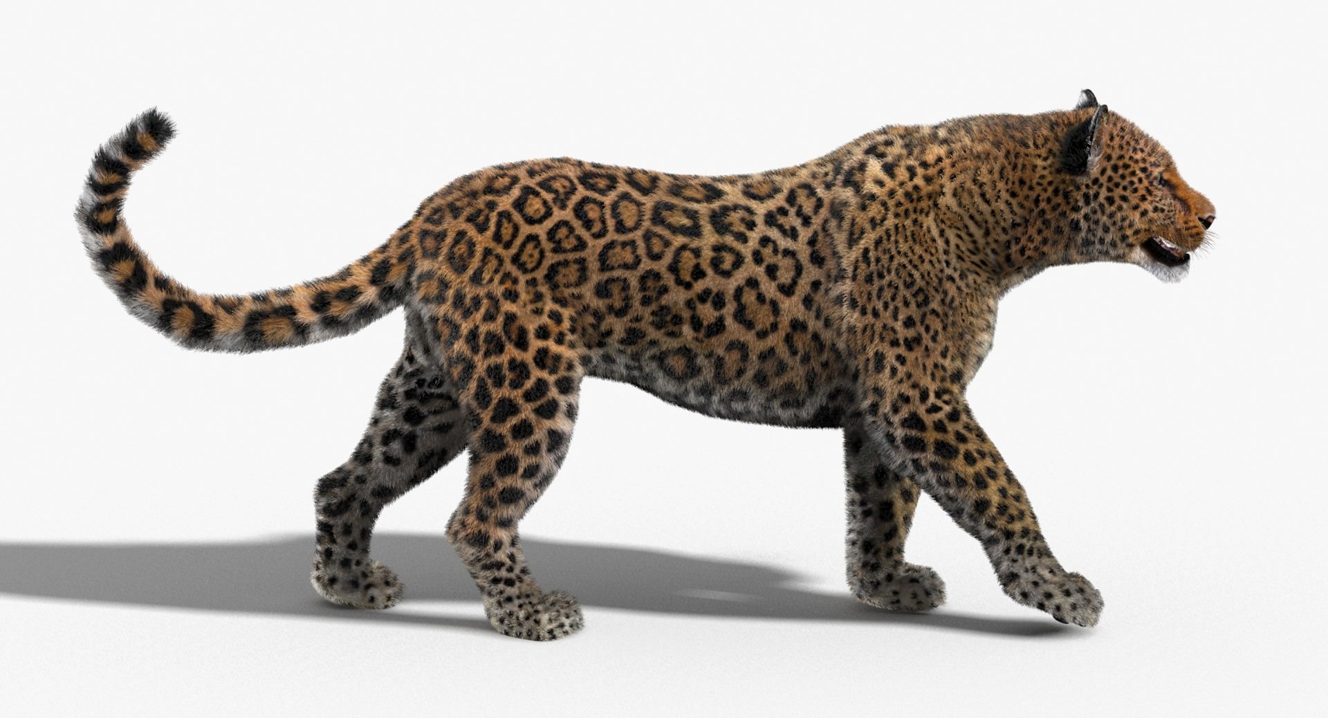 3d leopard fur cat animation model