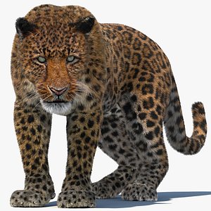 3d leopard fur cat animation model