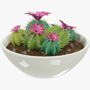 Cactus in Pot V3