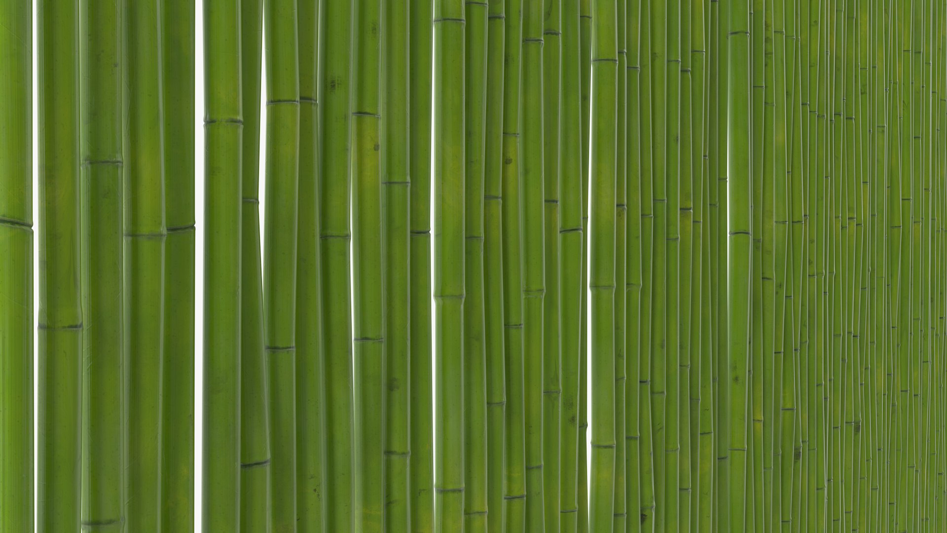 3D Natural Bamboo Fence Green https://p.turbosquid.com/ts-thumb/rX/Bf3JNF/qW/naturalbamboofencegreenvray3dmodel010/jpg/1669329642/1920x1080/fit_q87/8a8ee4a447e7ae3c2404bea59f3675731c170804/naturalbamboofencegreenvray3dmodel010.jpg