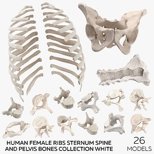 Human Female Ribs Sternum Spine and Pelvis Bones Collection White - 26 models
