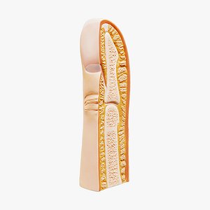 Finger and Fingernail Cross Section Anatomy