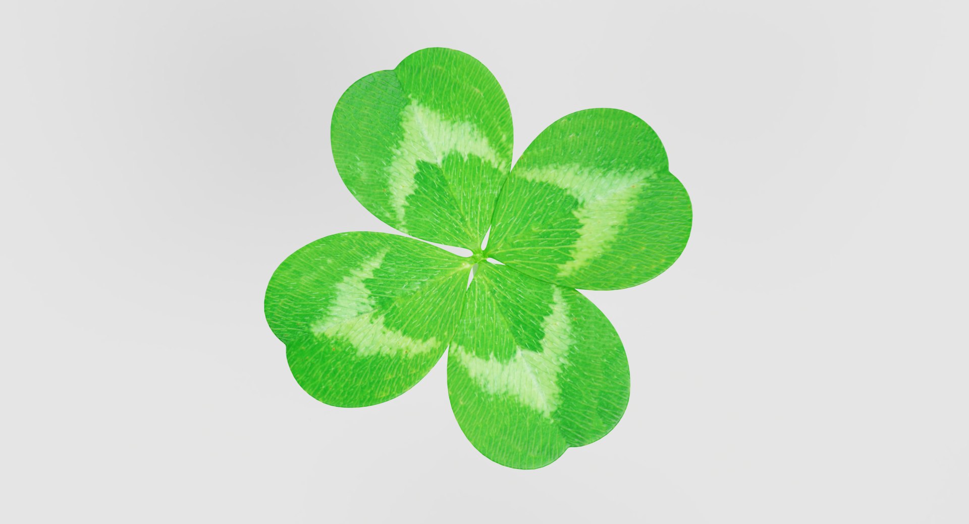 Clover 1 3D Model - TurboSquid 1300456