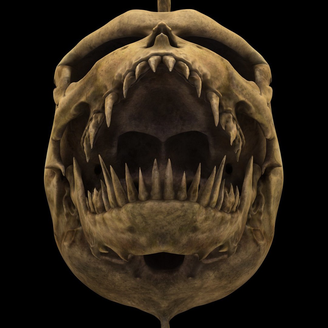 skull mohawk 3d c4d https://p.turbosquid.com/ts-thumb/rX/QBpj9L/khfqh1EH/punkskull8/jpg/1497876911/1920x1080/fit_q87/bd16cc527022dd5666ac91dc8a7f086a92661708/punkskull8.jpg